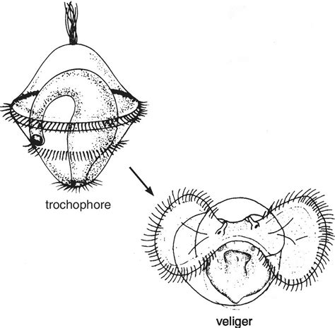 Neural Development in Invertebrates | Neupsy Key