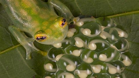 Amphibians