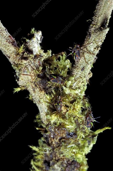 Treehopper nymphs - Stock Image - C006/8149 - Science Photo Library