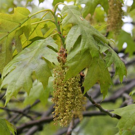 Red oak | ontario.ca