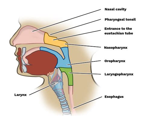 Larynx Pharynx Trachea Esophagus