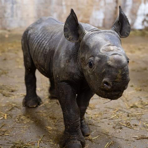 Welcome Baby Black Rhino! - Cincinnati Zoo & Botanical Garden