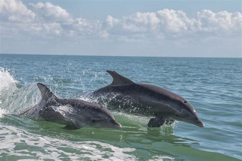 Mote Marks 50 Years of Studying Dolphins in Sarasota Bay | Sarasota Magazine