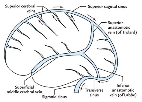 Brain Of Drainage - Best Drain Photos Primagem.Org