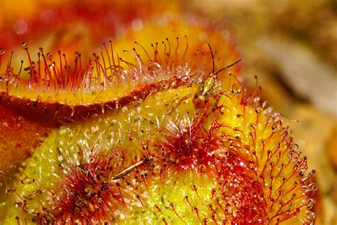 The weird world of Australia’s carnivorous plants - Australian Geographic