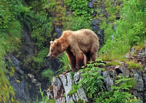 Kodiak bear habitat 스톡 사진, 로열티-프리 Kodiak bear habitat 이미지 | Depositphotos