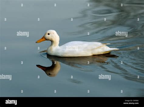 white duck - swimming Stock Photo - Alamy