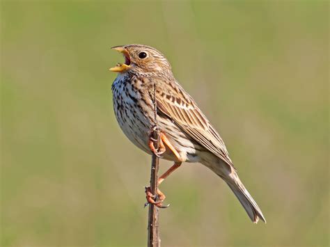 Corn Bunting | Wild Animals | British Wildlife - Finding Nature UK | Animals wild, British ...