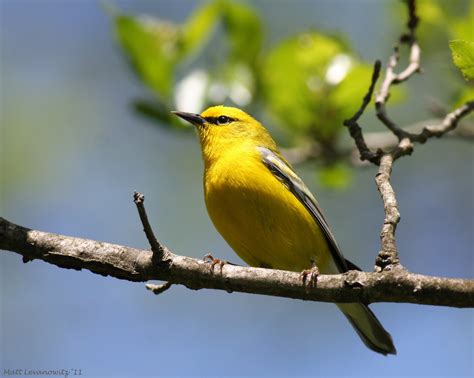 Blue-winged Warbler | I'm going to spend the day tomorrow bi… | Flickr