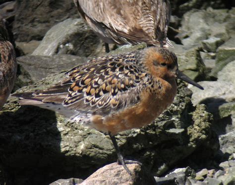 Red Knot - breeding | The Red Knot is a candidate for the bi… | Flickr