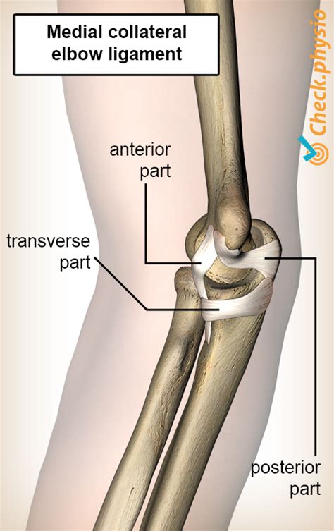 Medial collateral ligament injury elbow | Physio Check