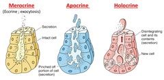 Lecture 6 - MCB: Epithelium Flashcards | Quizlet