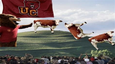 New Sport Coming to UC: Cow-Tipping – The Grizzly