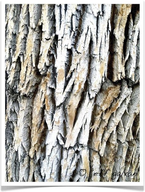 Green Ash Tree - Bark. Tree Bark Identification provided by Boulder Tree Care. | Ash tree bark ...