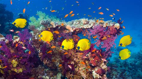 Coral reef with golden butterflyfish (Chaetodon semilarvatus), Red Sea, Egypt | Windows ...