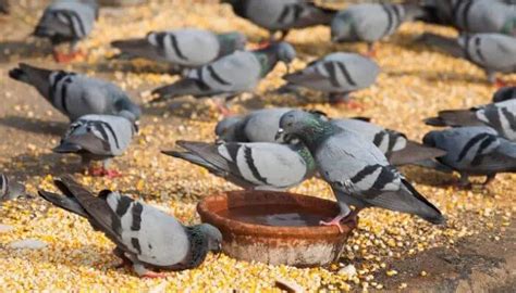 Racing Pigeons Feeding Systems Explained – Pigeonpedia