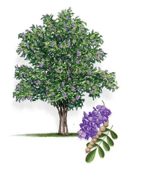 Texas Mountain Laurel | AustinTexas.gov