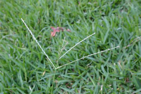 Grassy Weeds of Summer – Identification and Control | Walter Reeves ...