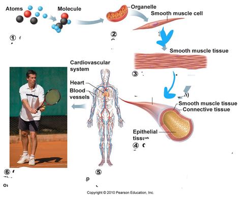 Organ system levels Diagram | Quizlet