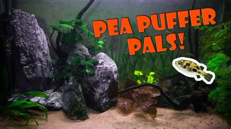 Pea Puffer Tank Mates - Aquariumia