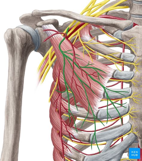 Clavipectoral fascia: Anatomy, components and function | Kenhub