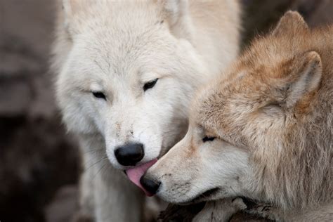 Wolves in Love Wallpapers (53+ images)