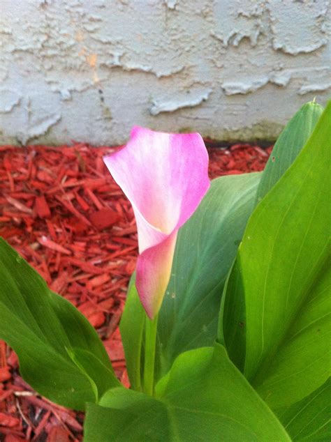 Pink Calla Lily | Pink calla lily, Calla lily, Growing flowers