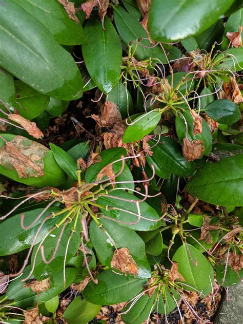 What's going on with my rhododendron!? Zone 6a : r/gardening