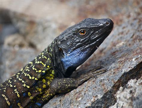 Wildlife | Tenerife, Canary Islands, Spain | Stephanie Sadler | Flickr