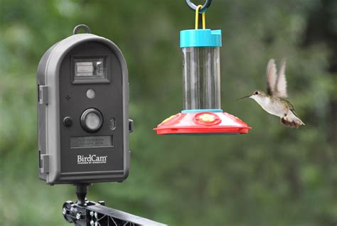 Amazon.com : Wingscapes WSCA02 BirdCam 2.0 with Flash (Discontinued by Manufacturer) : Wild Bird ...