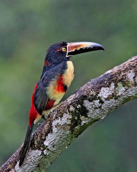 Collared Aracari - BirdForum Opus | BirdForum