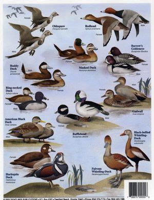 Pin by BURLEBO on DucKs | Bird hunting, Waterfowl hunting, Duck hunting ...