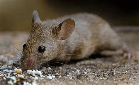 House Mice in Tyler & Longview | Innovative Pest Control