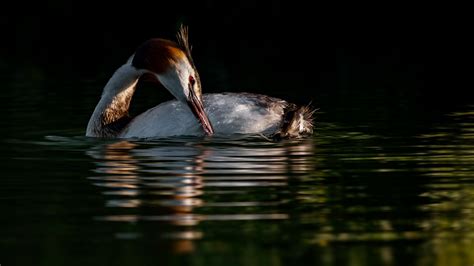 Great Crested Grebe :: Behance