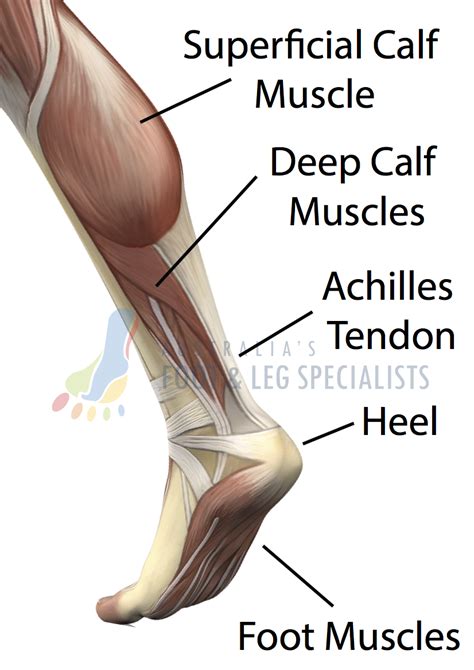 Leg Muscles Diagram - Foot & Leg Podiatry