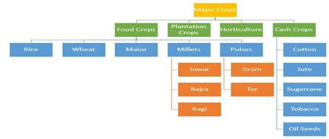 Crop Classification & Types Of Crops In India - UPSC