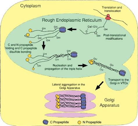 Diagram showing synthesis of pro-collagen polypeptide chains,... | Download Scientific Diagram