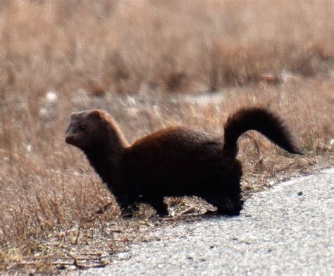 Mink by deduction | New Jersey Audubon