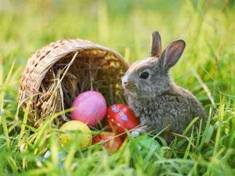 Easter Events In Greater LA: Egg Hunts, Bunny Visits & More 2023 | Los ...