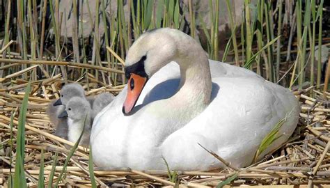 Fun Mute Swan Facts For Kids | Kidadl