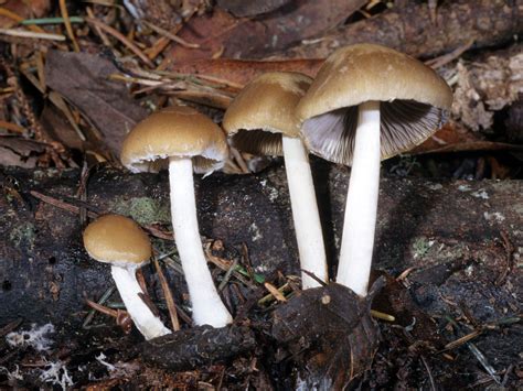 California Fungi: Psathyrella candolleana