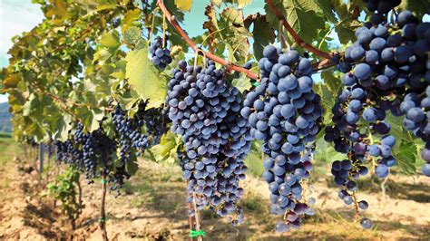 Romanian Grape Varieties - Wine Tours Romania