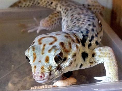 Frog Eyed Gecko: Pet Care Guide & FAQ | Reptile Centre