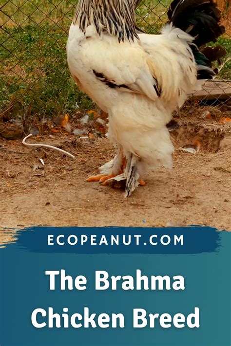 Brahma chicken breed everything you need to know – Artofit