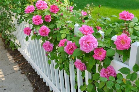 The Different Types of Roses: An Ultimate Guide