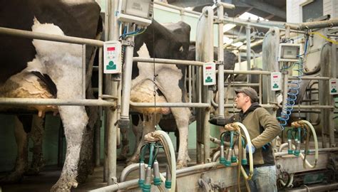 Farmers 'deeply disappointed' no MIQ space for skilled dairy workers | Newshub