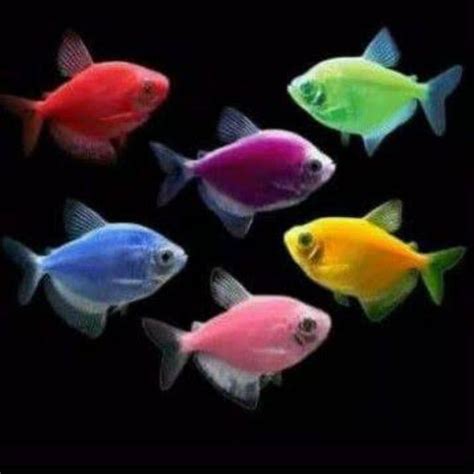 Jual glowfish | Shopee Indonesia