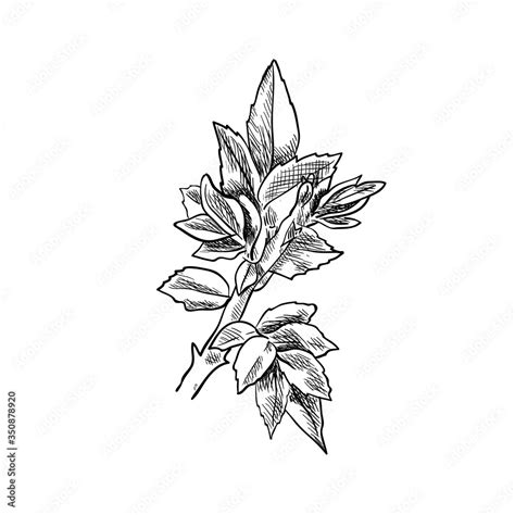 Vector hand drawn sprout, sketch, black and white illustration ...