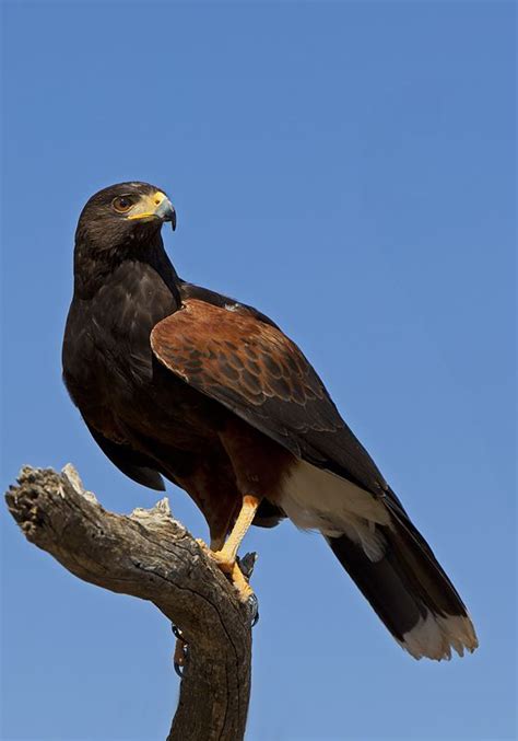 Arizona Hawks - The Nature, Wildlife and Pet Photography Forum | Animal photography, Pets, Wildlife