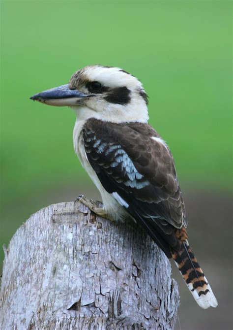 Laughing Kookaburra (BIRDS OF FLINDERS ISLAND eBird 2017) · iNaturalist